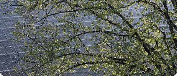 photovoltaïque et arbres